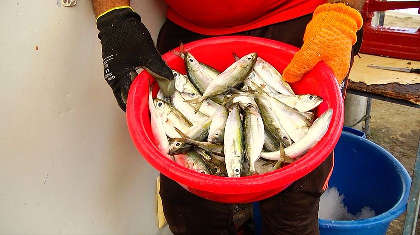 video | Foire aux coulirous : 3 tonnes de poisson à écouler à Fond Lahaye