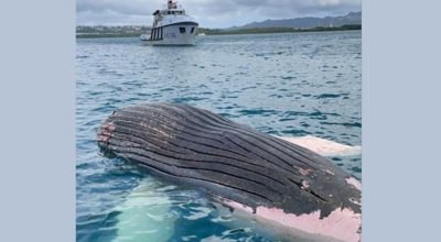 Le Lamentin : la baleine échouée a été remorquée au large 