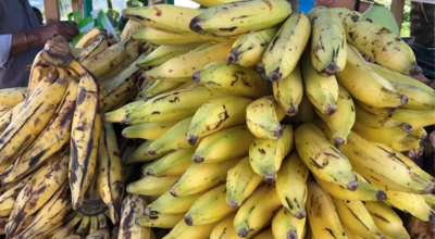 Éthephon : un "net recul de la contamination" sur les bananes jaunes en 2023