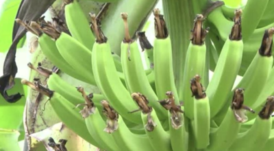 Banane plantain : une enquête ouverte sur l'usage d'un accélérateur de coloration