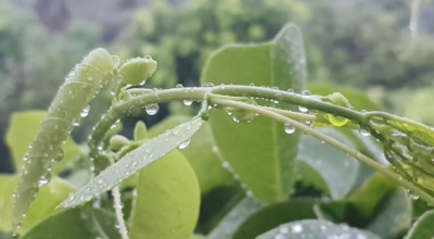 Fortes pluies et orages : la Martinique maintenue en vigilance jaune