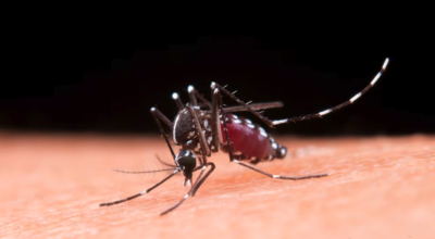 Dengue : le virus continue de sévir en Martinique