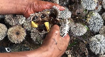 Sainte-Anne : 3 braconniers interpellés avec plusieurs centaines d’oursins
