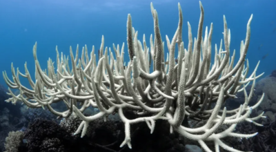 Récifs coralliens : un 4ème phénomène de blanchiment mondial en cours