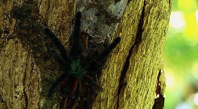 Matoutou falaise : la mygale endémique de la Martinique inscrite à la CITES 