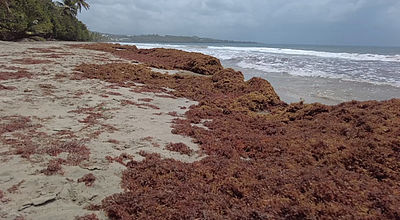 Sargasses : les algues brunes envahissent les côtes de la Martinique
