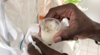 Dengue : les cas se multiplient en Martinique