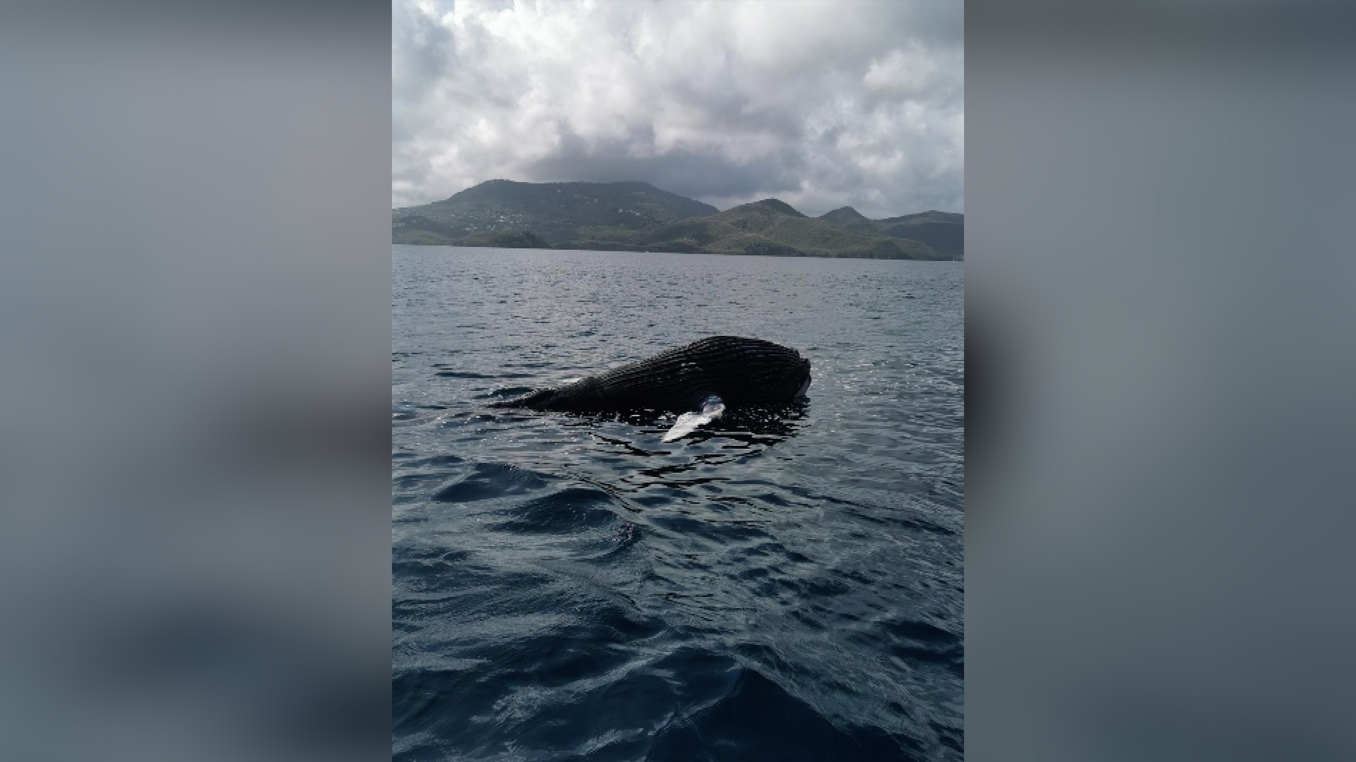 Baleineau En Détresse : Le Jeune Cétacé Serait Mort Dans La Baie De ...