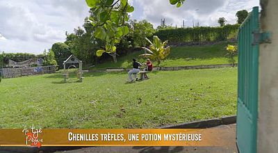 Chenilles trèfles, une potion mystérieuse.