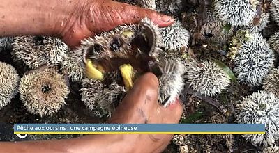 Pêche aux oursins: une campagne épineuse