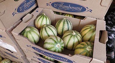 video | Foire aux melons : 2 tonnes écoulées à Fort-de-France