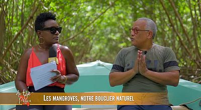 Les mangroves, notre bouclier naturel .