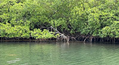 Journée mondiale de l'eau : la mangrove un écosystème à préserver