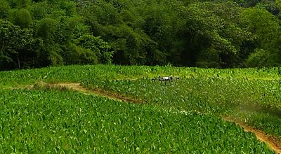 Pesticides : les associations disent non à l'épandage par drone
