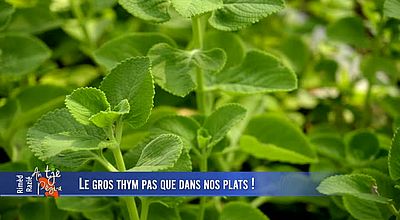 video | Le gros thym pas que dans nos plats!