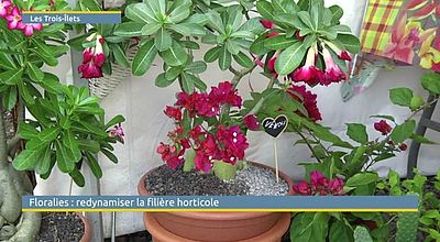Floralies: redynamiser la filière horticole