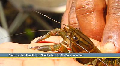 Biodiversité et santé : les Sentinelles des Rivières en action