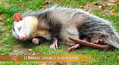 Le manikou : sentinelle de notre nature.