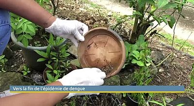 Vers la fin de l'épidemie de dengue