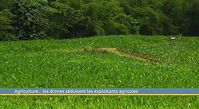 Agriculture : les drones séduisent les exploitants agricoles