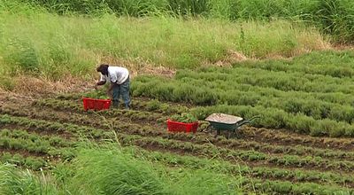 Une exploitation agricole se prépare à la venue d'Emmanuel Macron