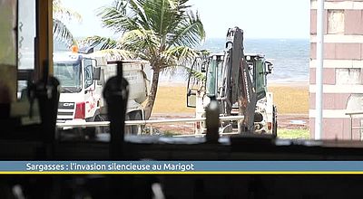 Sargasses : l’invasion silencieuse au Marigot