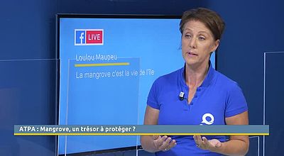 La mangrove, un trésor à protéger ?