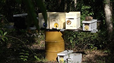 video | "Rando Miel" : une randonnée pédagogique dans le monde des abeilles