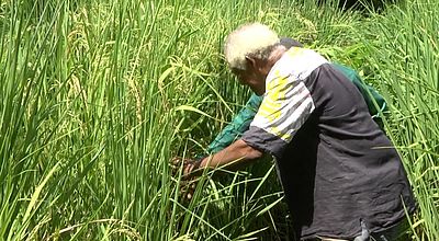 Vers une agriculture du riz en Martinique ?