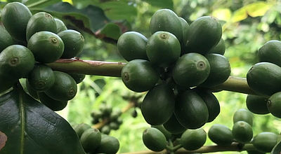 Le café, une filière d'excellence pour la Martinique