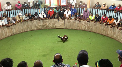 Tournoi inter-caribéen de combat de coq : un patrimoine culturel commun