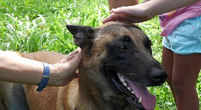 Journée mondiale des animaux : célébrer et protéger nos compagnons