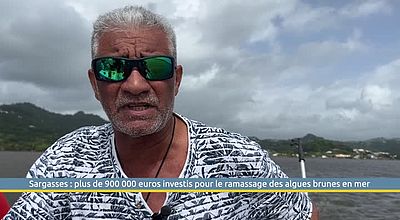 Sargasses : plus de 900 000 euros investis pour le ramassage des algues brunes en mer