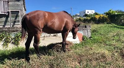 Etienne Blandin : éleveur de chevaux