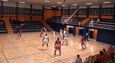 Basket : le Golden Star en finale des play offs chez les hommes et les femmes