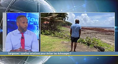 Sargasses : quelles solutions pour éviter les échouages ?