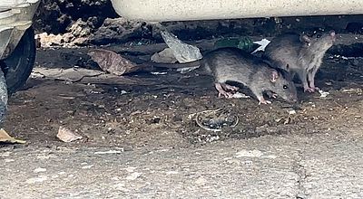 Fort-de-France : la lutte contre la prolifération des rats , l'un des combats mené par la ville