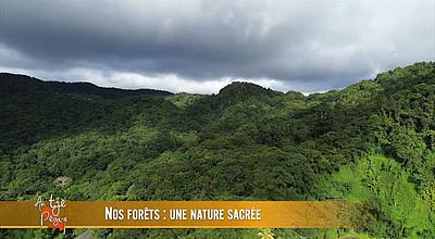 L'Instant Djaïli : Nos forêts, une nature sacrée