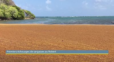 Premiers échouages de sargasses au Robert