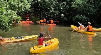 Mangrove : sensibilisation à la préservation de l'écosystème grâce au Kayak