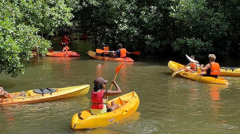 Mangrove : sensibilisation à la préservation de l'écosystème grâce au Kayak