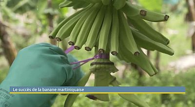 Le succès de la banane martiniquaise