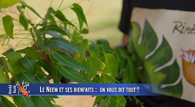 video | Le Neem et ses bienfaits : on vous dit tout!