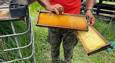 Apiculture : une aide exceptionnelle pour la filière en difficulté