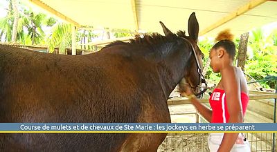 Course de mulets et de chevaux de Ste Marie : les jockeys en herbe se préparent