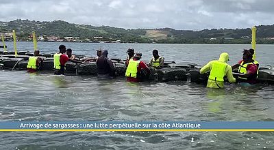 Arrivage de sargasses : une lutte perpétuelle sur la côte Atlantique