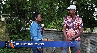 Les serpents sont-ils de sortie ?