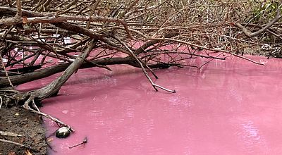 video | Le retour du phénomène de la mangrove rose au Diamant