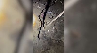 Serpent : un trigonocéphale d'1,50 m tué à Balata