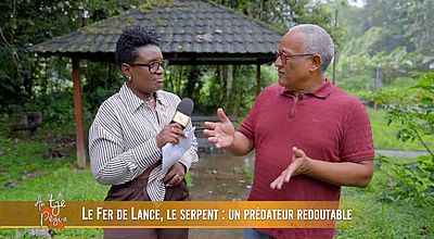 le fer de lance , le serpent : un prédateur redoutable.